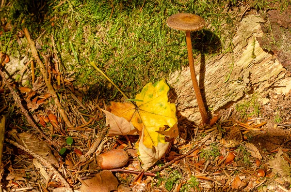 Forest Floor Autumn Close Coarse Woody Debris Mushroom Withered Leaf — Stock Photo, Image