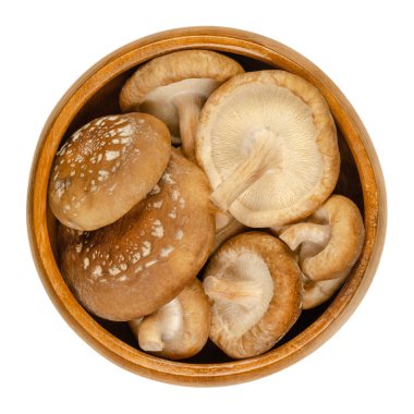 Tahta kasede taze Shiitake mantarı. Lentinula edodes, yenebilir mantar, Doğu Asya 'ya özgü, geleneksel tıpta da kullanılır. Yukarıdan yakın plan, beyaz arkaplanda izole edilmiş, makro yiyecek fotoğrafı.