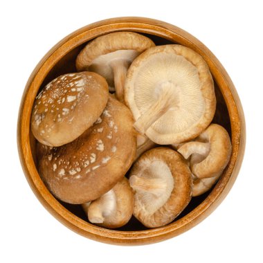 Fresh shiitake mushrooms in wooden bowl. Lentinula edodes, edible mushroom, native to East Asia, also used in traditional medicine. Close-up from above, isolated on white background, macro food photo. clipart