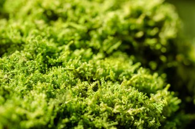 Ormandaki bir taşın üzerinde taze yeşil yosun. Genellikle nemli ve gölgeli yerlerde yoğun yeşil kümeler ya da paspaslar oluşturan küçük, vasküler olmayan bitkiler. Bryophyta. Yakın çekim makro fotoğraf.