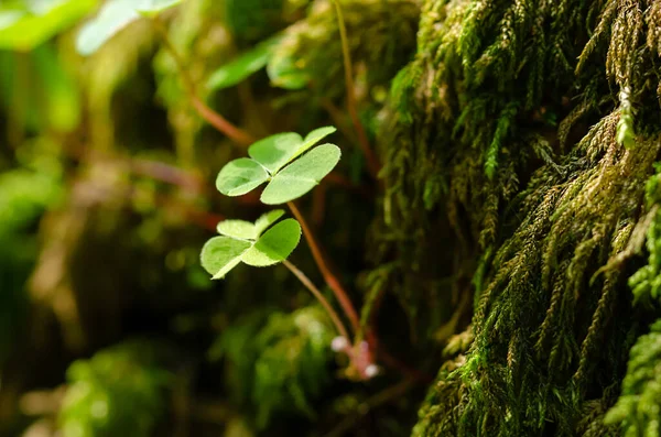 Wood Sorrel Growing Green Mossy Stone Forest Oxalis Acetosella Common — Stock Photo, Image