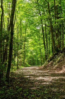 Yazın yaprak döken bir ormanın içinden geçen orman, güneş ışığıyla dolup taşıyor. Avrupa 'nın Avusturya eyaleti Salzburg' da yaprak döken ağaçlarla dolu bir orman güneşli bir günde. Doğa manzarası. Fotoğraf..