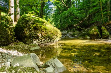 Büyük bir kaya, yeşil yosunlarla kaplanmış, güneşli bir ormanda sessiz bir derenin yanında. Güneşli bir yaz gününde yaprak döken bir ormanda dere yatağının kenarında büyük bir taş. Doğa manzarası. Fotoğraf..