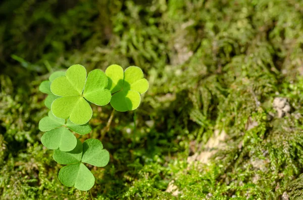 Common Wood Sorrel Growing Mossy Forest Floor Sunny Summer Day — Stock Photo, Image