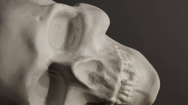 Alçıdan yapılmış kafatası sculprture. alçı kafatası