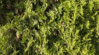 thuja bitki dokusu. Yeşil duvar dokusu