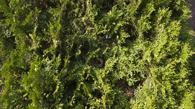 thuja bitki dokusu. Yeşil duvar dokusu