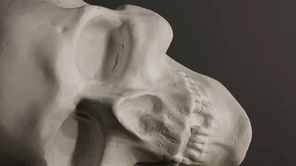 石膏で作られた頭蓋骨の頭蓋骨 石膏頭蓋骨 — ストック写真