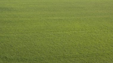 Çim manzara. Bir arka plan olarak taze yeşil çim doku Alanı