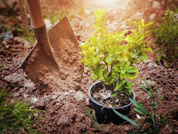 Лопата и растение в кастрюле в саду весной. посадка и сельское хозяйство — стоковое фото