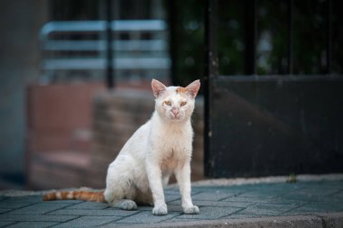 Evsiz beyaz yaralı sokak kedi kamera bakıyor