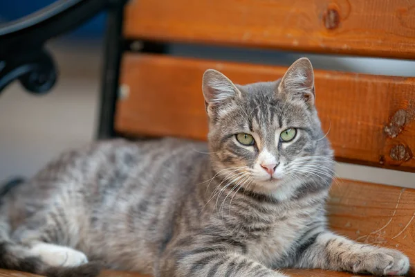 ベンチに休んで カメラを見ている灰色の野良猫 — ストック写真