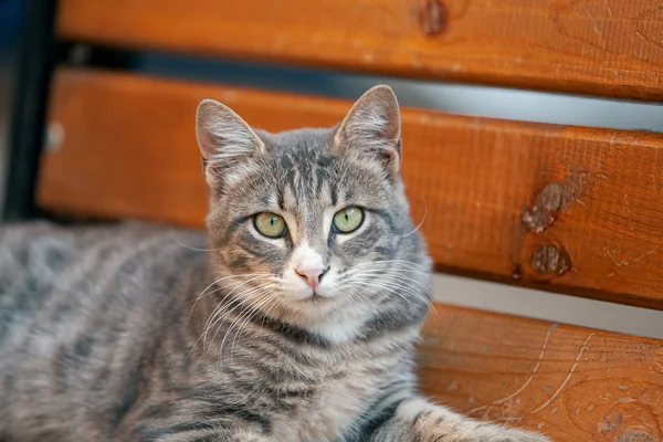 ベンチに休んで、カメラを見ている灰色の野良猫 — ストック写真