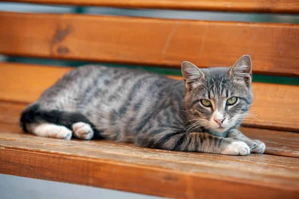 ベンチに休んで、カメラを見ている灰色の野良猫 — ストック写真