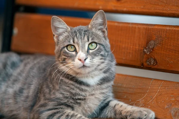 ベンチに休んで、カメラを見ている灰色の野良猫 — ストック写真