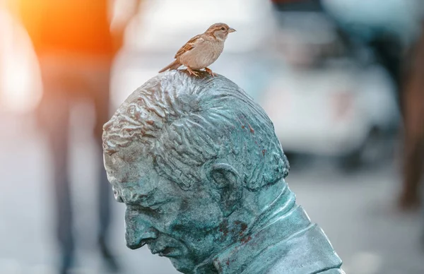 에 스키 셰 히 르의 거리에 리더 동상의 머리에 서 있는 참새 터키 — 스톡 사진