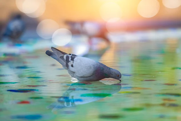 여름에는 새 목욕에서 물 마시는 외로운 비둘기 — 스톡 사진