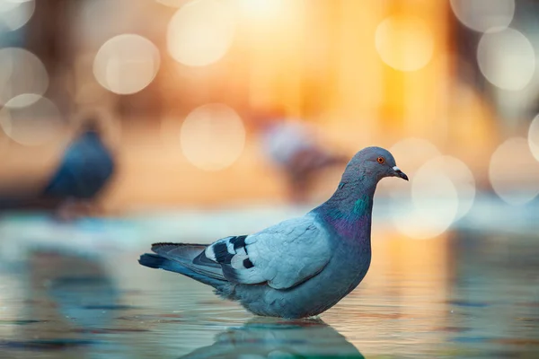 새 목욕에 서 있는 목이 비둘기 — 스톡 사진