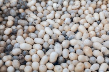 macro silkworm cocoons