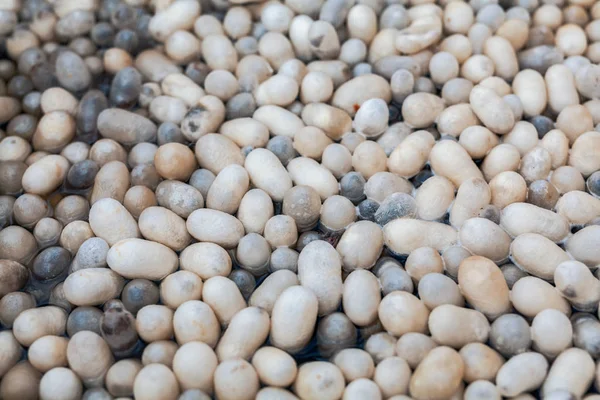 Macro silkworm cocoons — Stock Photo, Image