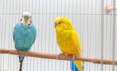 Albino sarı Bugerigar dalda oturuyor ve kafesin içinde mavi-beyaz muhabbet kuşuna bakıyor. Birbirine bakan iki muhabbet kuşunun yakınlaşması..