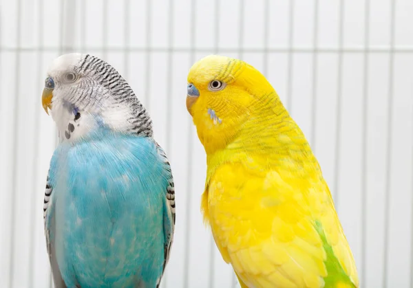 Detailní Záběr Dvou Budgerigarů Kteří Dívají Vlevo Kleci Barevné Pupíky — Stock fotografie