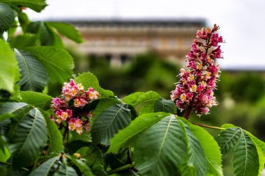 parkta pembe bir çiçek