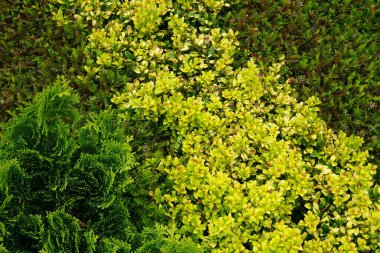 Renkli Çiçek ve Bitkilerin Yüksek Açı Görünümü