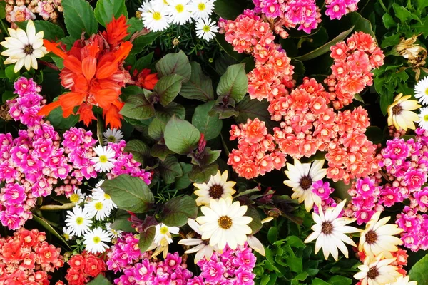 Vista Ângulo Alto Flores Coloridas Plantas — Fotografia de Stock