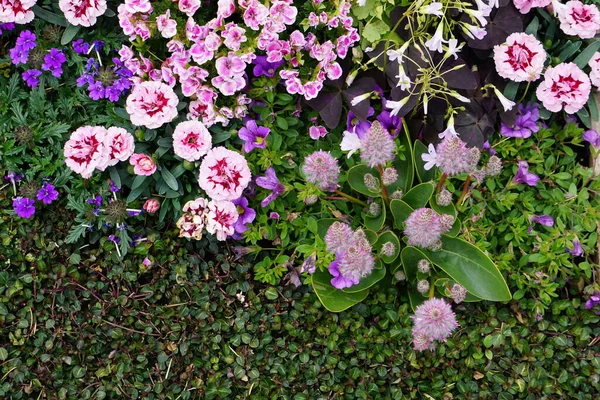 Vista Ângulo Alto Flores Coloridas Plantas — Fotografia de Stock