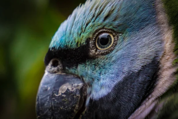 Lord Derby Parakeet Zbliżenie — Zdjęcie stockowe