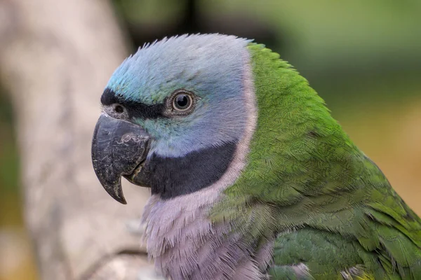 Lord Derby Parakeet Closeup — Stock Photo, Image