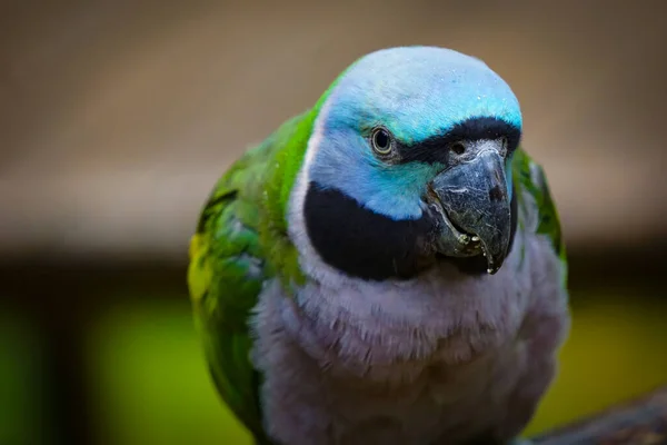 Lord Derby Parakeet Closeup Стокова Картинка