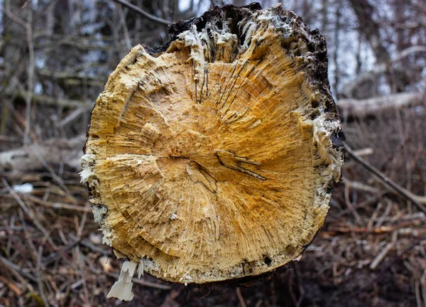 Broken wood trunk after sea storm at shoreline