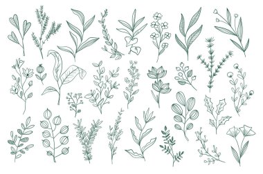 El çizimi çiçek karalamaları hazır. İzole edilmiş botanik tasarım elemanları paketi. Yeşil bitkiler, kır çiçekleri ve bitki taşıyıcı illüstrasyon. Davetiyeler, tebrik kartları, tipografi ve baskılar için mükemmel.