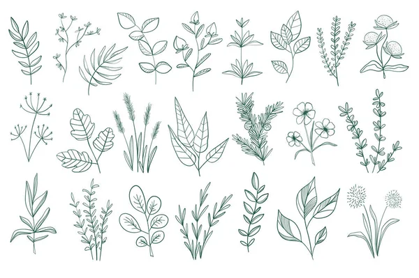 Lot Éléments Décoratifs Floraux Set Griffes Botaniques Pack Design Floral — Image vectorielle