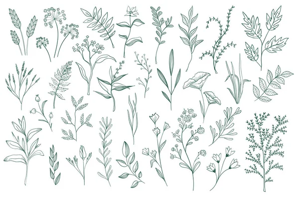 Conjunto Elementos Decorativos Florais Clipart Botânico Isolado Sobre Fundo Branco —  Vetores de Stock