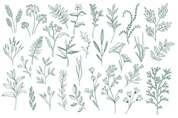 Floral decorative elements set. Botanical clipart isolated on white background. Green leaves, flowers and herbs vector illustration. Perfect for invitations, greeting cards, booklets and banners.
