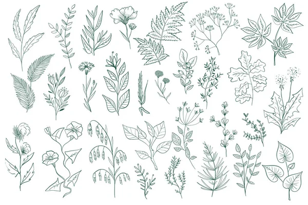 Divoké Květy Dekorativní Obrysové Prvky Nastaveny Zelené Listy Větve Květiny — Stockový vektor