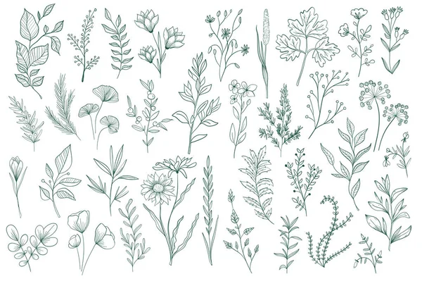 Pacchetto Elementi Decorativi Floreali Disegnati Mano Clipart Botanico Confezione Design — Vettoriale Stock