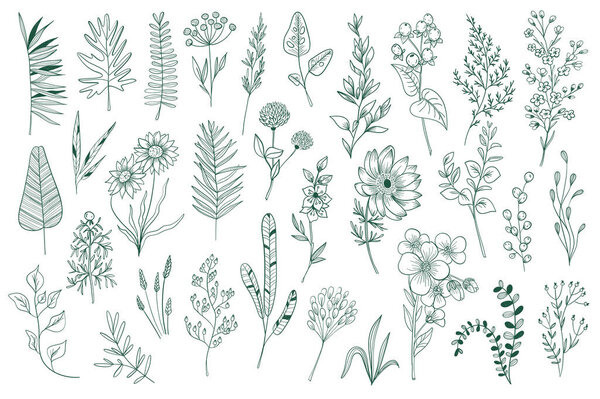 Wildflower decorative outline elements set. Isolated pack of botanical clipart. Green foliage, branches, flowers and herbs vector illustration. Perfect for invitations, greeting cards, tattoo, prints