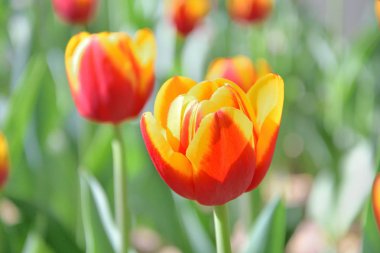 güneşli bir bahar gününde yeşil arka plan karşı sarı ve kırmızı lale yakın çekim