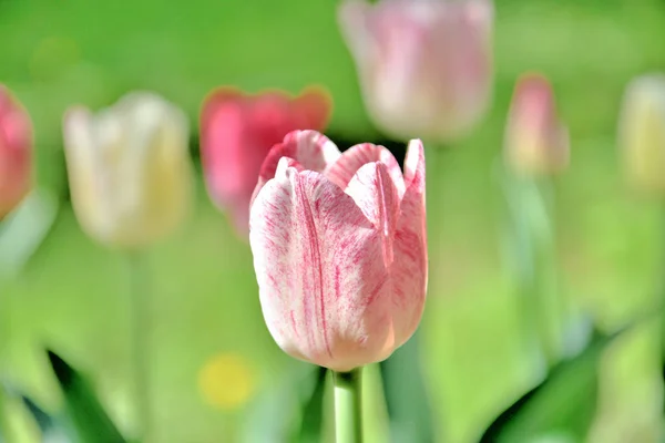 Gros plan d'une tulipe rose clair sur fond vert par une journée ensoleillée du printemps — Photo