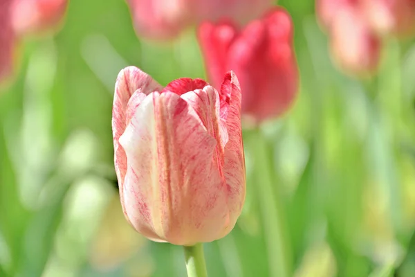 Gros plan d'une tulipe rose clair sur fond vert par une journée ensoleillée du printemps — Photo