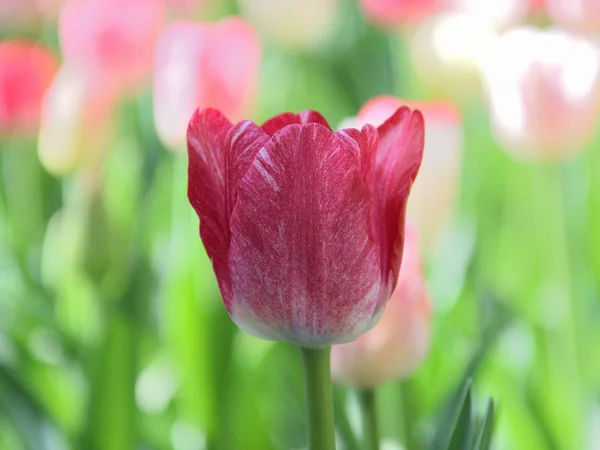 Gros plan d'une tulipe violet-rouge clair sur fond vert par une journée ensoleillée du printemps — Photo