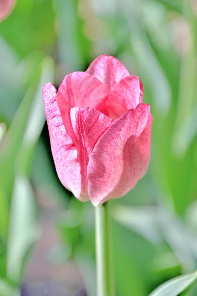 Gros plan d'une tulipe rose clair sur fond vert par une journée ensoleillée du printemps — Photo