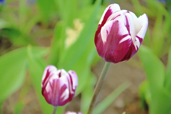 Tulipes blanches et violettes dans une pelouse verte photographiée par une journée ensoleillée de printemps — Photo