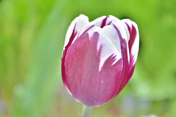 Gros plan d'une tulipe blanche et violette dans une pelouse verte prise par une journée ensoleillée du printemps — Photo