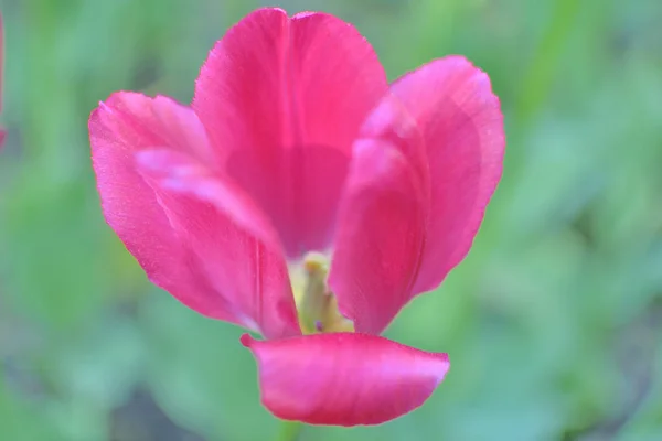 Gros plan d'une tulipe rose sur fond vert par une journée ensoleillée du printemps — Photo