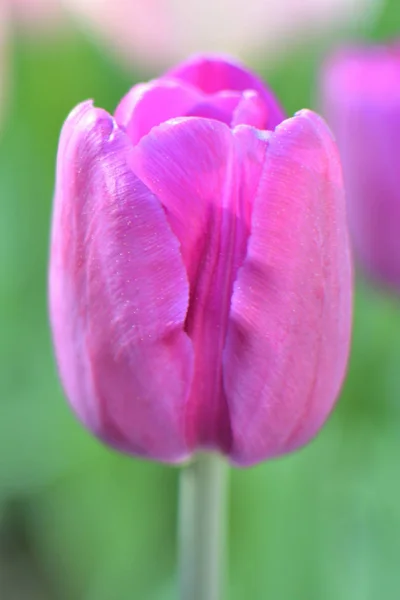 Gros plan d'une tulipe rose sur fond vert par une journée ensoleillée du printemps — Photo